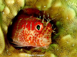Fringed blenny by Sean Cooper 